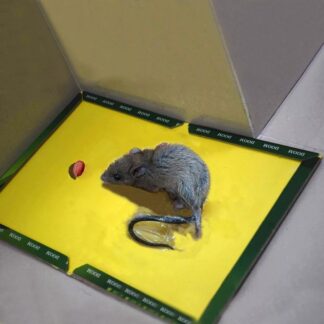 Mouse and Rat Glue Board  (Book Type)