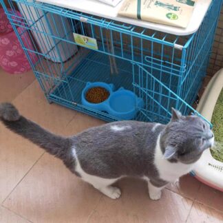 Cat Shaped Double food bowl Pet Plastic food bowl (Random Color)