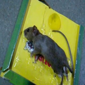 Reusable Expert Mouse & Rat Glue Trap – Heavy Duty, Strong Adhesive, Pre-Baited, Non-Toxic, Odorless, Child-Safe Pest Control for Rodents, Insects, and Bugs