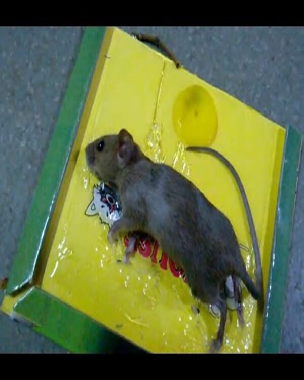 WhatsApp-Image-2023-11-15-at-1.51.03-PM-1 Reusable Expert Mouse & Rat Glue Trap – Heavy Duty, Strong Adhesive, Pre-Baited, Non-Toxic, Odorless, Child-Safe Pest Control for Rodents, Insects, and Bugs